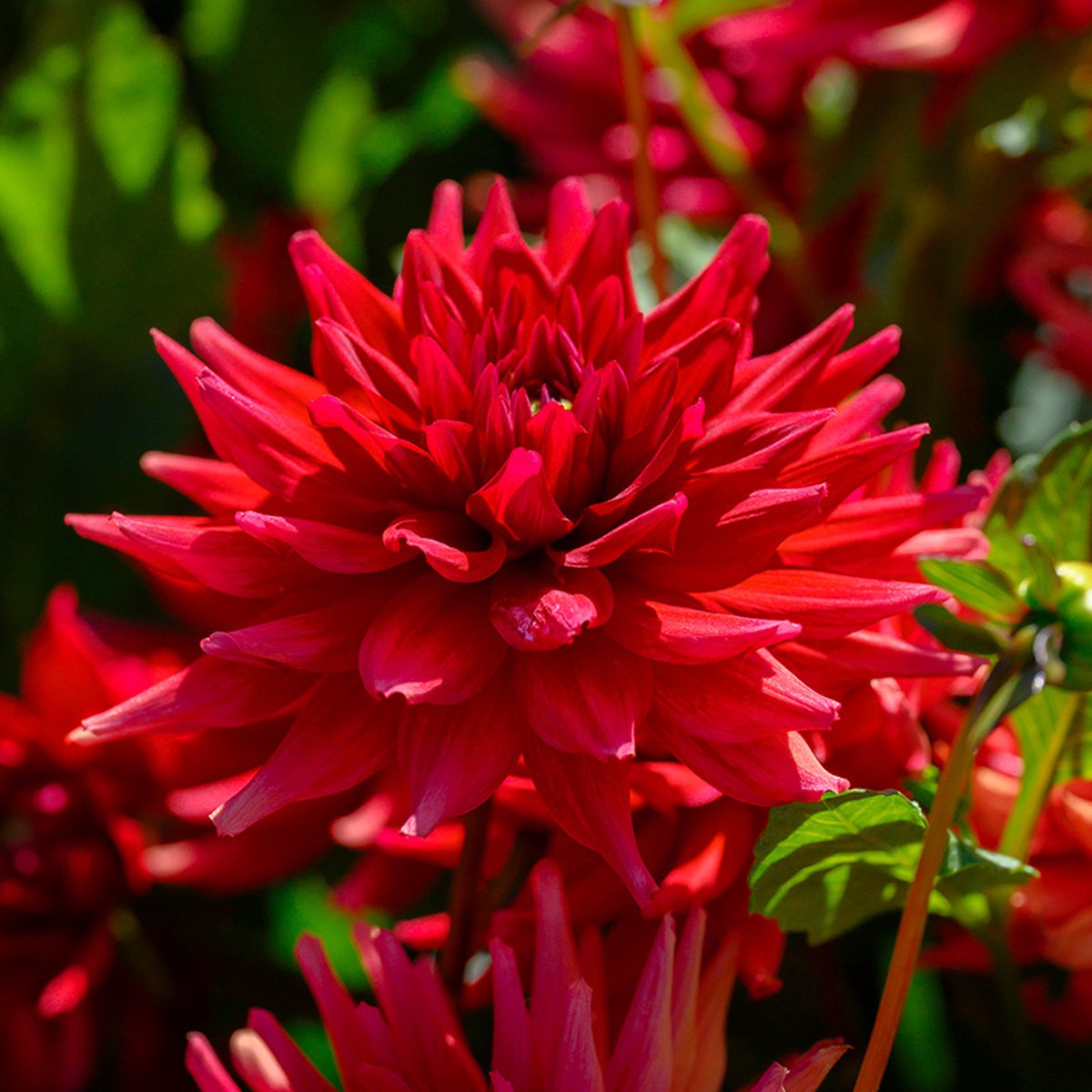 Dahlia Red Pygmy Top kwaliteit Dahliaknol 100 Bloeigarantie