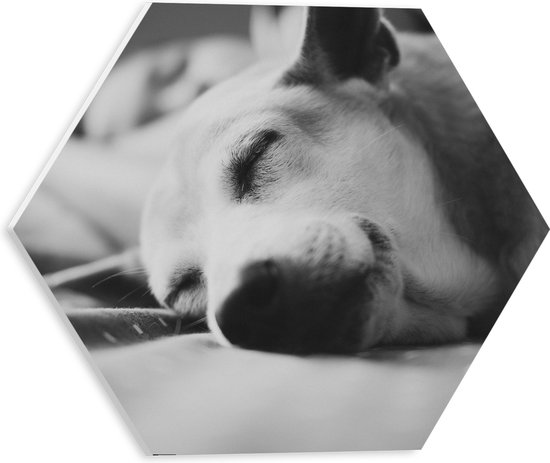WallClassics - PVC Schuimplaat Hexagon - Slapende Hond - Zwart Wit - 30x26.1 cm Foto op Hexagon (Met Ophangsysteem)