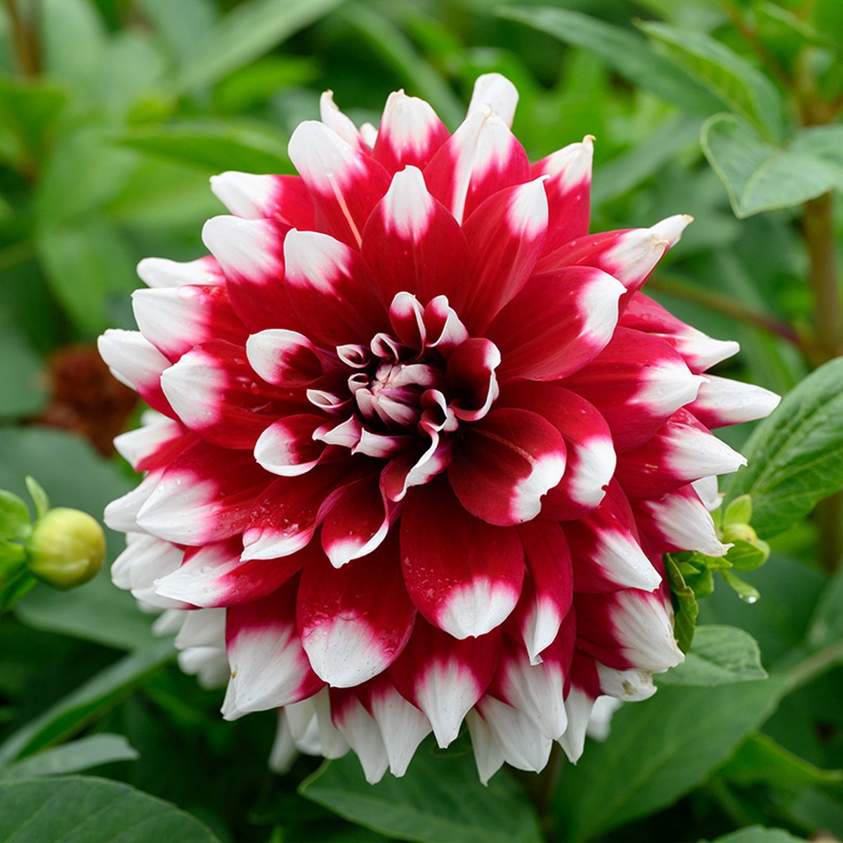 Dahlia Mystery Day | 1 stuk | Decoratieve Dahlia | Knol | Paars | Wit | Dahlia Knollen van Top Kwaliteit | 100% Bloeigarantie | QFB Gardening