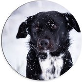 Dibond Muurcirkel - Zwart met Witte Hond in Sneeuwlandschap - 70x70 cm Foto op Aluminium Muurcirkel (met ophangsysteem)