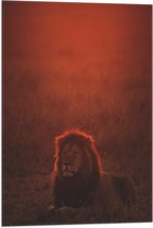 WallClassics - Drapeau - Lion couché aux reflets Oranje - Photo 50 x 75 cm sur drapeau polyester