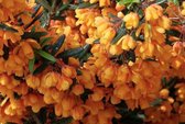 Berberis linearifolia 'Orange King' - Zuurbes 30 - 40 cm in pot