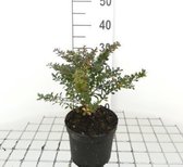 Berberis buxifolia 'Nana' - Zuurbes 20 - 25 cm in pot