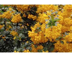 Berberis darwinii - Zuurbes, Darwins Zuurbes 25 - 30 cm in pot