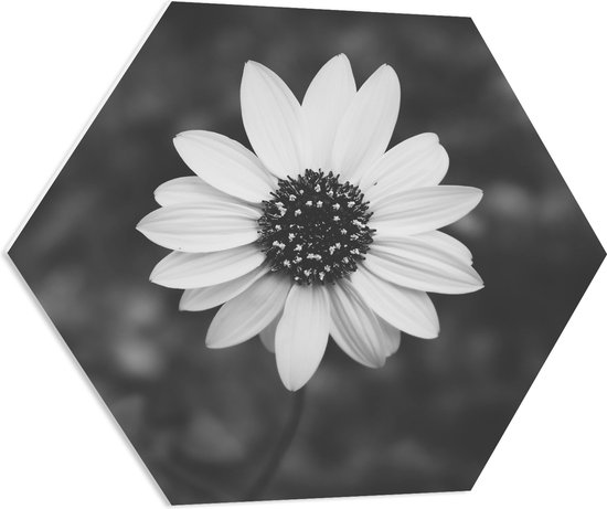 WallClassics - PVC Schuimplaat Hexagon - Bovenaanzicht van Lichte Bloem (zwart/ wit) - 70x60.9 cm Foto op Hexagon (Met Ophangsysteem)