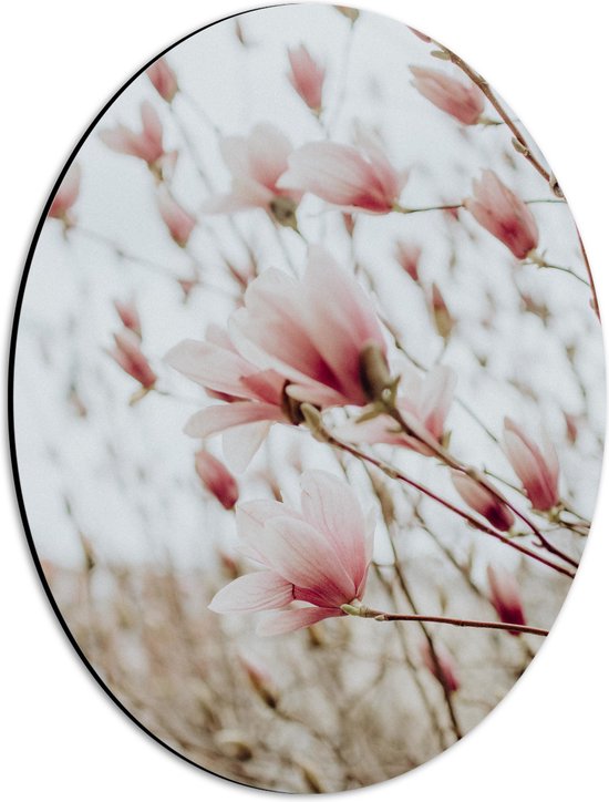 WallClassics - Dibond Ovaal - Zachroze Bloemen in het Veld - 30x40 cm Foto op Ovaal (Met Ophangsysteem)