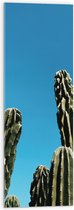 WallClassics - Acrylglas - Toppen van Cactussen tegen Blauwe Lucht - 30x90 cm Foto op Acrylglas (Wanddecoratie op Acrylaat)
