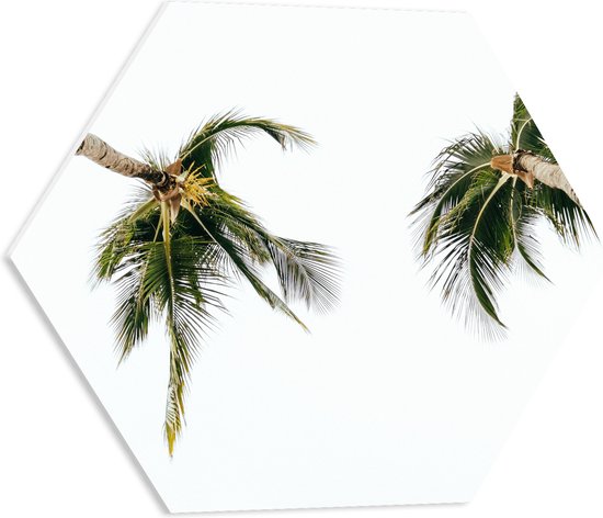 WallClassics - PVC Schuimplaat Hexagon - Onderaanzicht van Twee Tropische Palmbomen - 50x43.5 cm Foto op Hexagon (Met Ophangsysteem)