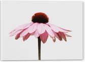 WallClassics - Acrylglas - Zijaanzicht van Roze Bloem - 40x30 cm Foto op Acrylglas (Wanddecoratie op Acrylaat)