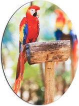 Dibond Ovaal - Rood Gekleurde Papegaai op een Stok - 51x68 cm Foto op Ovaal (Met Ophangsysteem)