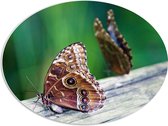 WallClassics - PVC Schuimplaat Ovaal - Duo van Bruine Vlinders op Boomstam - 68x51 cm Foto op Ovaal (Met Ophangsysteem)
