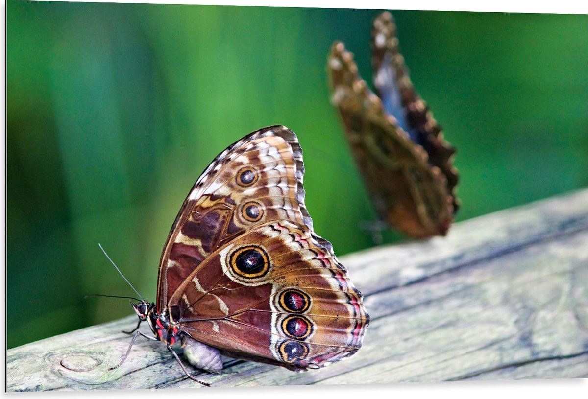 Dibond - Duo van Bruine Vlinders op Boomstam - 105x70 cm Foto op Aluminium (Wanddecoratie