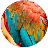 WallClassics - Cercle mural en Dibond - Gros plan sur plumes de perroquet rouges et bleues - Photo 60x60 cm sur cercle mural en aluminium (avec système d'accrochage)