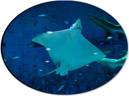 WallClassics - Photo ovale Dibond - Grande raie nageant avec des Pêche - 28 x 21 cm (avec système d'accrochage)