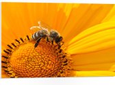 WallClassics - PVC Schuimplaat- Bij op Middelste van Gele Bloem - 75x50 cm Foto op PVC Schuimplaat