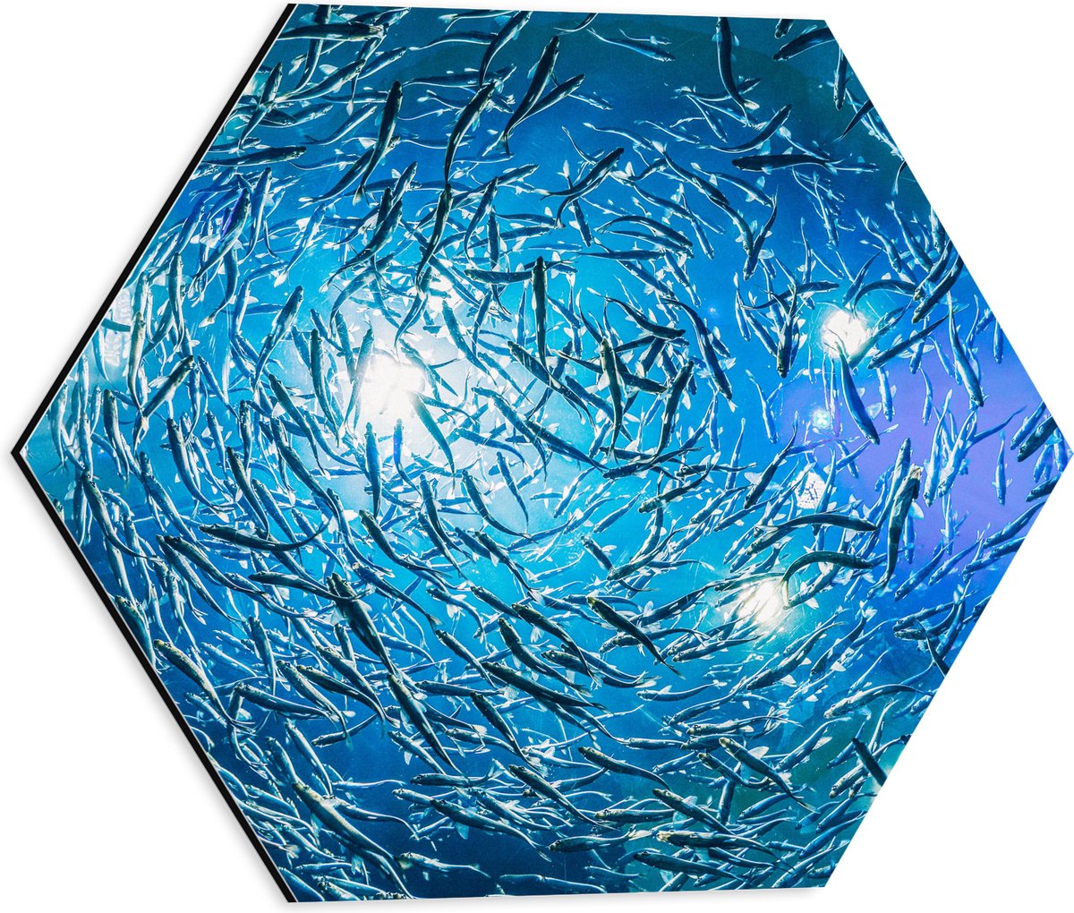 Dibond Hexagon - School Vissen in een Groot Aquarium - 40x34.8 cm Foto op Hexagon (Met Ophangsysteem)