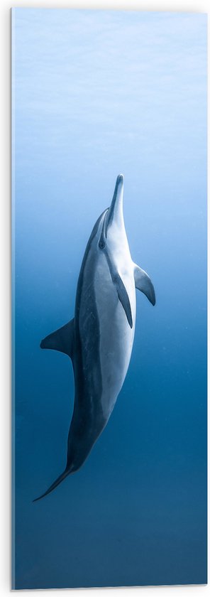 Acrylglas - Verticaal Zwemmende Dolfijn - 30x90 cm Foto op Acrylglas (Wanddecoratie op Acrylaat)