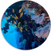WallClassics - PVC Schuimplaat Muurcirkel - Gele Vissen bij Koraal in de Zee - 70x70 cm Foto op Muurcirkel (met ophangsysteem)