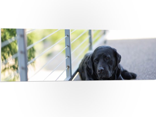 WallClassics - PVC Schuimplaat- Liggendde Hond op Stoep - 120x40 cm Foto op PVC Schuimplaat