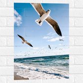 Muursticker - Vliegende Meeuwen boven de Zee - 40x60 cm Foto op Muursticker