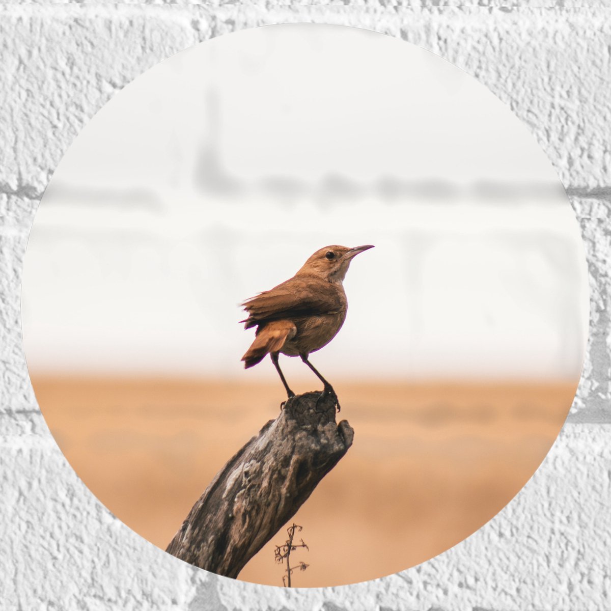 Muursticker Cirkel - Kleine Vogel op het Uiteinde van een Boomstam - 20x20 cm Foto op Muur