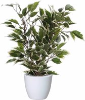Plante artificielle ficus vert/blanc 40 cm avec cache-pot blanc brillant D13,5 et H12,5 cm