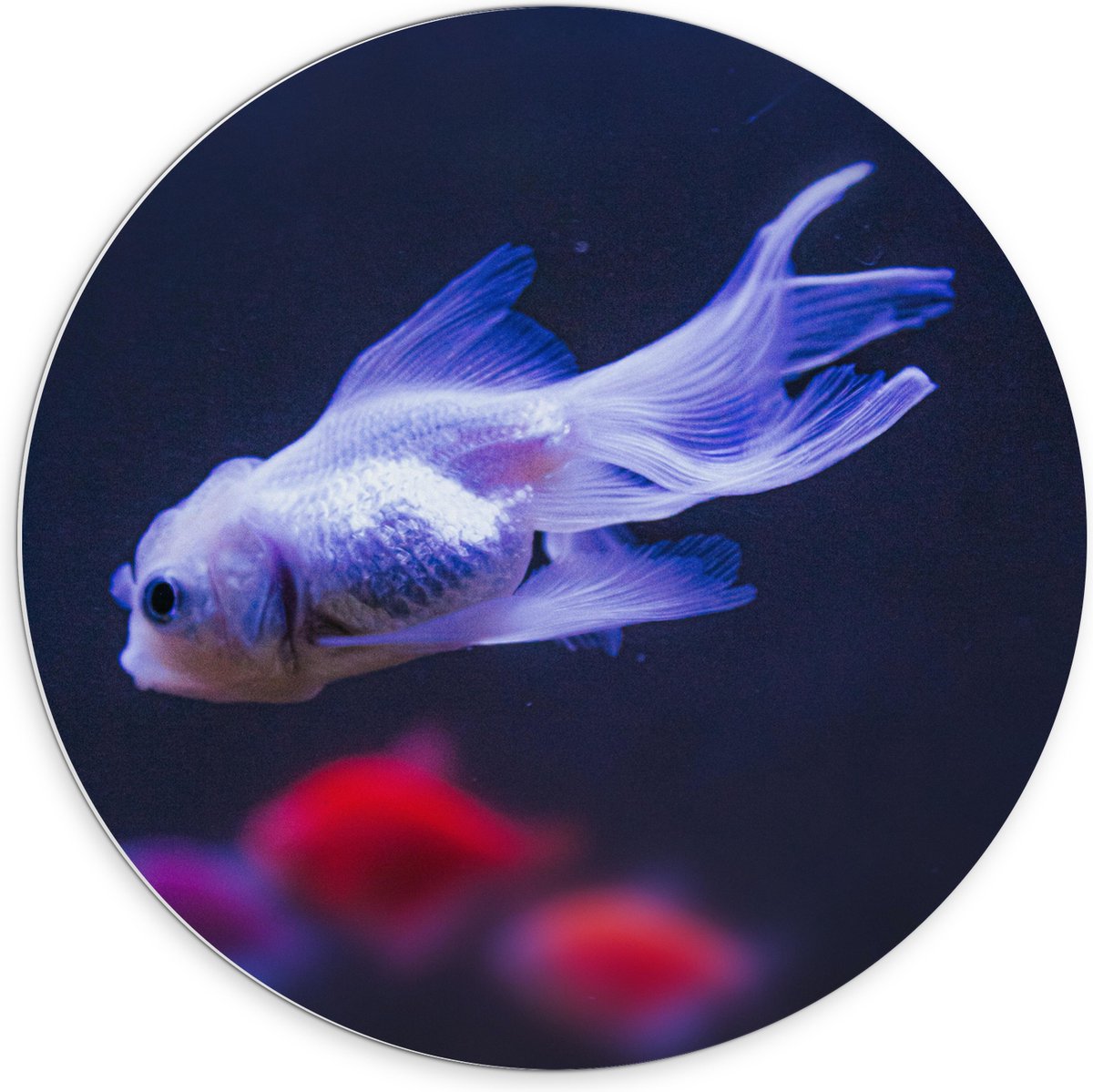 PVC Schuimplaat Muurcirkel - Mooie Witte Vis in het Aquarium - 70x70 cm Foto op Muurcirkel (met ophangsysteem)
