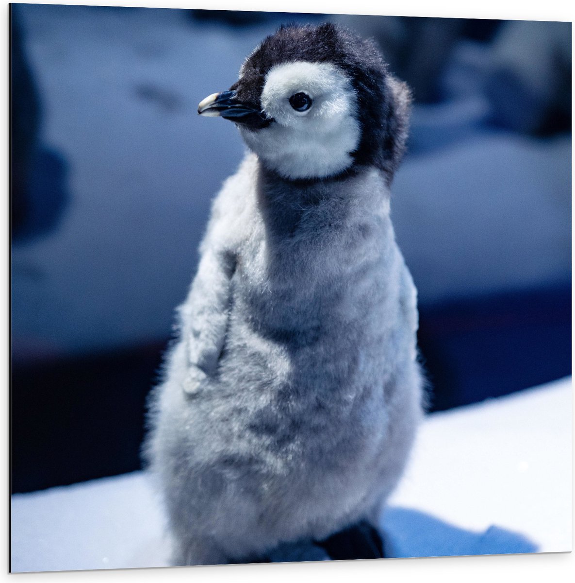 Dibond - Baby Pinguïn in de Sneeuw - 100x100 cm Foto op Aluminium (Met Ophangsysteem)
