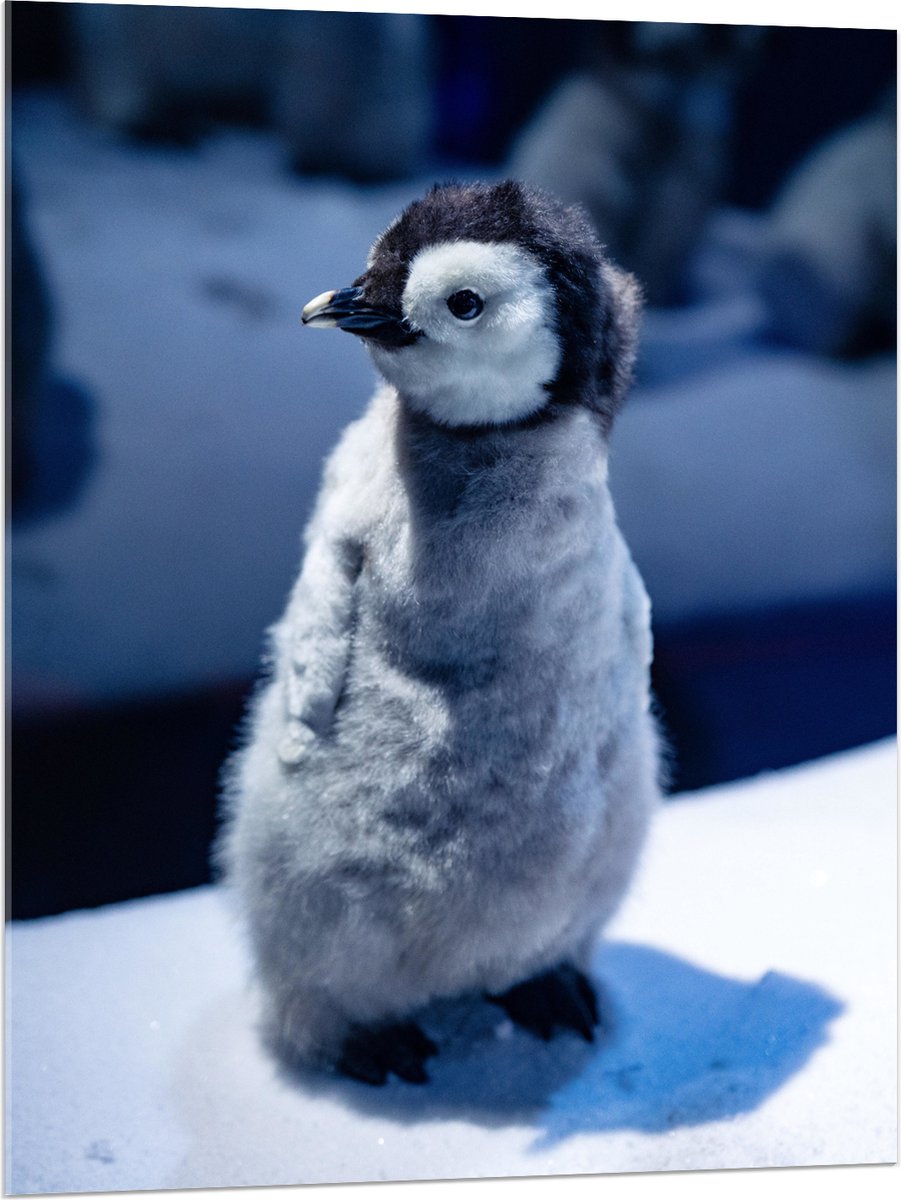 Acrylglas - Baby Pinguïn in de Sneeuw - 75x100 cm Foto op Acrylglas (Met Ophangsysteem)