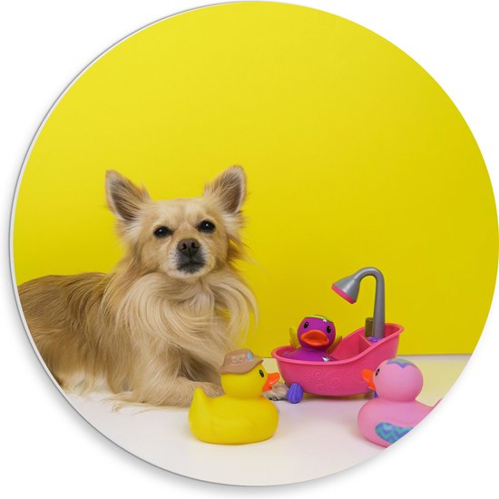 WallClassics - PVC Schuimplaat Muurcirkel - Chihuahua met Roze Badkuip en Eendjes tegen Gele Achtergrond - 30x30 cm Foto op Muurcirkel (met ophangsysteem)
