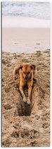 Dibond - Gravende Hond op het Strand - 50x150 cm Foto op Aluminium (Met Ophangsysteem)