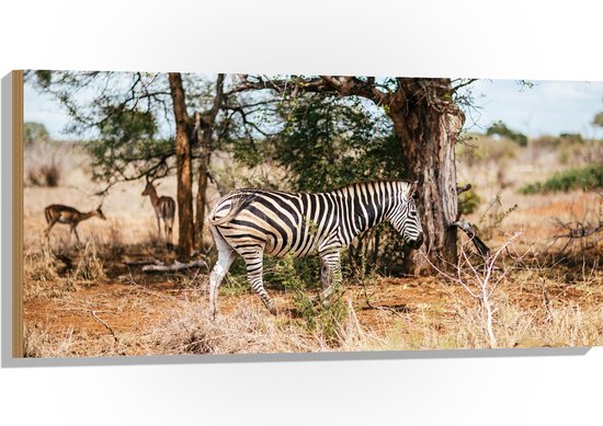 WallClassics - Hout - Gestreepte Zebra bij Bomen in Droog Landschap - 100x50 cm - 9 mm dik - Foto op Hout (Met Ophangsysteem)