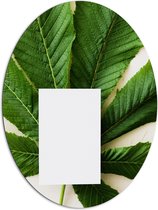 Dibond Ovaal - Wit Papier voor Groene Plant - 81x108 cm Foto op Ovaal (Met Ophangsysteem)