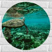 Muursticker Cirkel - Zeeschildpad Zwemmend in Laag Water - 50x50 cm Foto op Muursticker