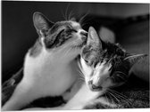 WallClassics - Acrylglas - Kat Likkend aan Katten Vriend (Zwart-wit) - 80x60 cm Foto op Acrylglas (Wanddecoratie op Acrylaat)