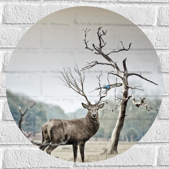 WallClassics - Muursticker Cirkel - Aankijkend Hert bij Kale Boom op Vlakte - 50x50 cm Foto op Muursticker
