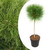 Plant in a Box - Pinus Summer Breeze - Dwergden - Bolvormig - Groene naalden - Pot 24cm - Hoogte 70-80cm
