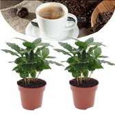 Plant in a Box - Set van 2 Coffea Arabica - Koffieplant - Kamerplant - Struik - Pot 12cm - Hoogte 25-40cm