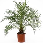Plant in a Box - Phoenix roebelenii - Palmier dattier nain - Plante d'intérieur purificatrice d'air - Pot 21cm - Hauteur 80-90cm