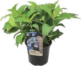 Plant in a Box - Hydrangea serrata 'Summerglow' - Hortensia struik of potplant - Winterhard - Pot 19cm - Hoogte 25-40cm