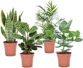 Bol.com Plant in a Box - Oersterke Kamerplanten Mix - Set van 4 - Kamerplant - Easy care planten - Pot 12cm - Hoogte 25-40cm aanbieding