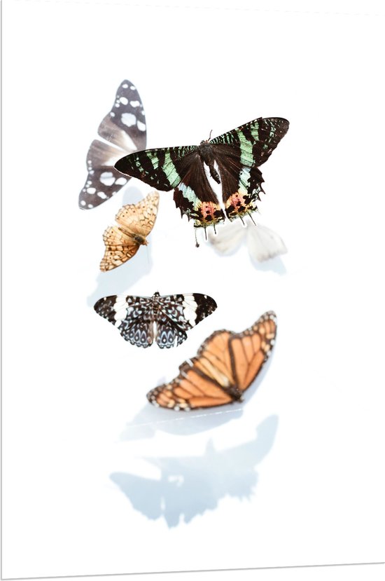 Acrylglas - Verschillende Soorten en Kleuren Vlinders op Witte Achtergrond met Schaduw - 80x120 cm Foto op Acrylglas (Wanddecoratie op Acrylaat)