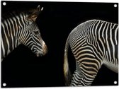 WallClassics - Tuinposter – Kop en Kont van Zebra - 80x60 cm Foto op Tuinposter (wanddecoratie voor buiten en binnen)