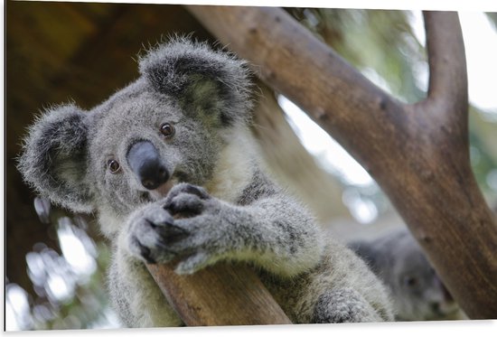 Dibond - Australische Koala in een Boom - 105x70 cm Foto op Aluminium (Wanddecoratie van metaal)