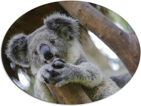 Dibond Ovaal - Australische Koala in een Boom - 68x51 cm Foto op Ovaal (Met Ophangsysteem)