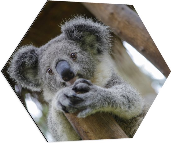 Dibond Hexagon - Australische Koala in een Boom - 70x60.9 cm Foto op Hexagon (Met Ophangsysteem)
