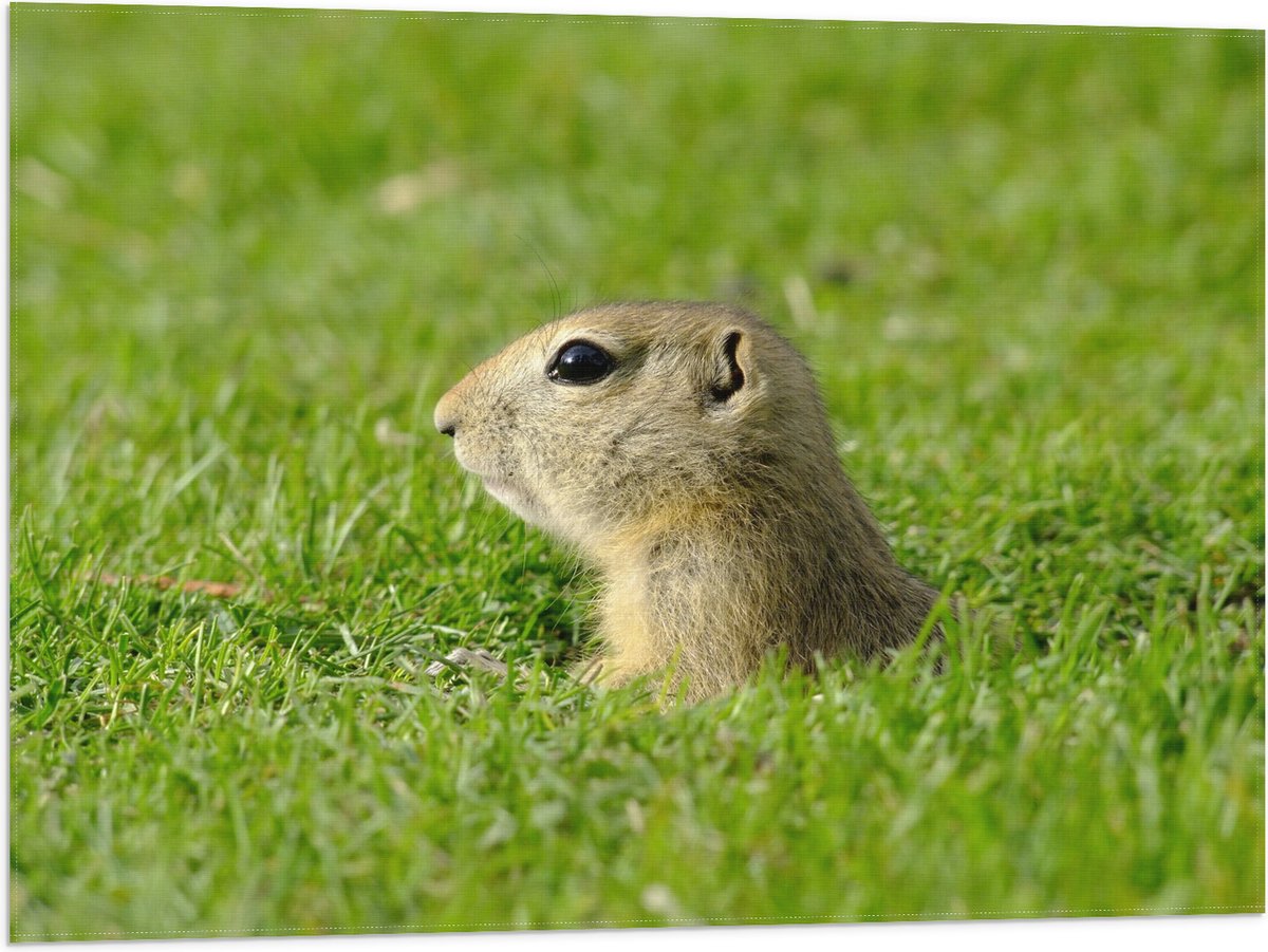 Vlag - Baby Goffer Komt uit de Grond - 80x60 cm Foto op Polyester Vlag