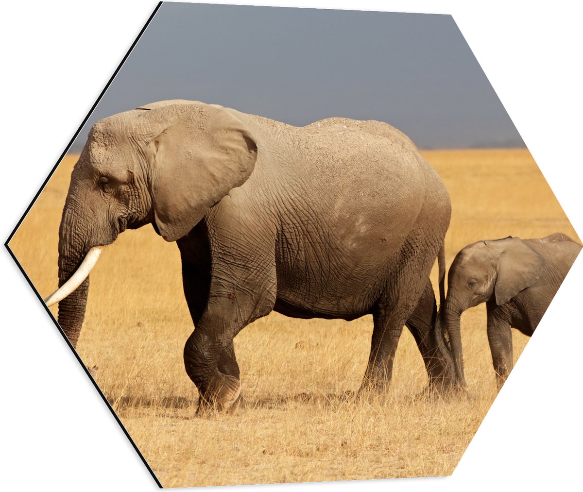 Dibond Hexagon - Afrikaanse Olifant met Baby Olifantje - 60x52.2 cm Foto op Hexagon (Met Ophangsysteem)