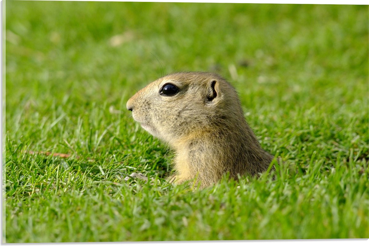 Acrylglas - Baby Goffer Komt uit de Grond - 60x40 cm Foto op Acrylglas (Wanddecoratie op Acrylaat)