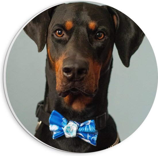 WallClassics - PVC Schuimplaat Muurcirkel - Hond met Blauwe Strik - 20x20 cm Foto op Muurcirkel (met ophangsysteem)